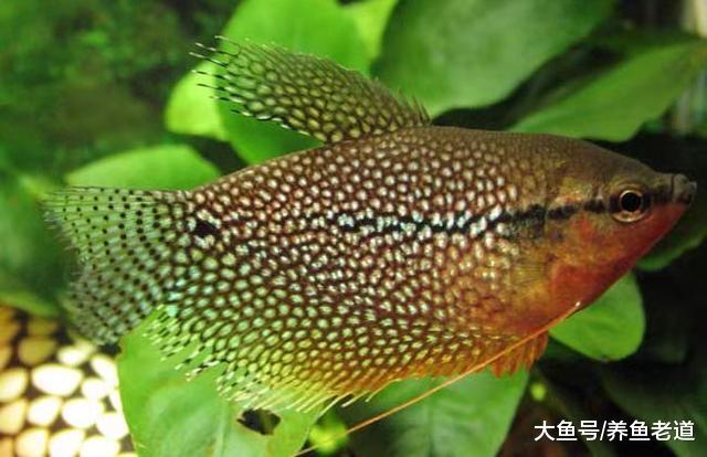 闲逛了三四个鱼店，一条观赏鱼也没看上，倒是买了一大块沉木