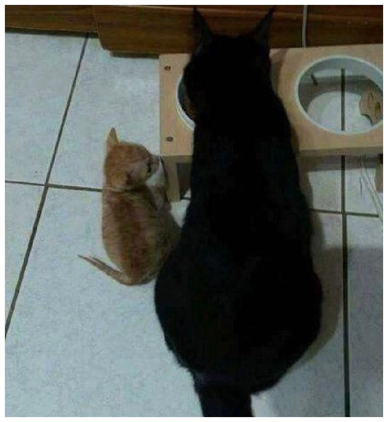 橘猫太小, 总受大黑猫的欺压, 它一年之后用实力翻身, 手段满分