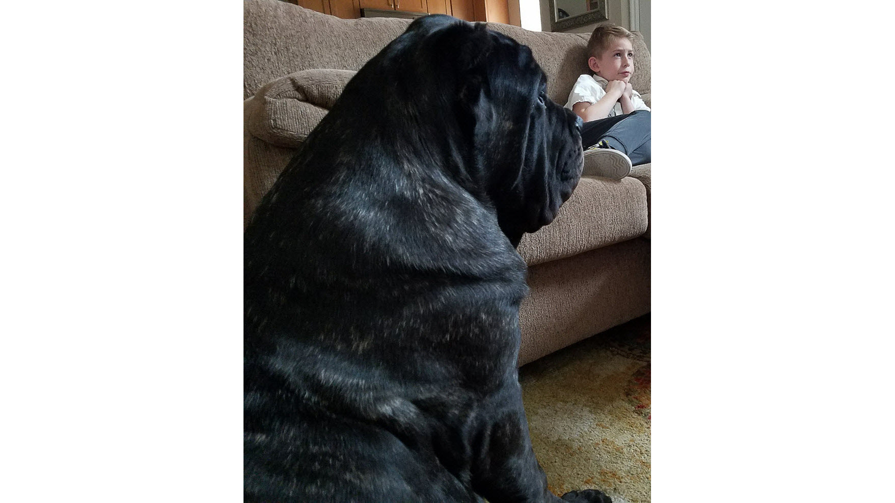 世界上最大的小狗已经1.8米高，仍然在生长