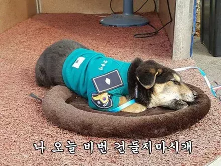 我要當警犬，小狗陪警員站了一夜，幾天后順利穿上小警服....