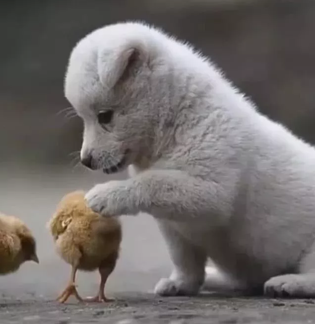 小奶狗第一次看到小鸡，一大爪子高高抬起，却轻轻的落下