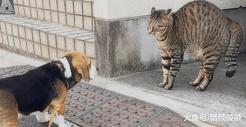 狗狗刚出门就被一只猫咪唬住，主人靠近一看：这猫竟有四只眼？