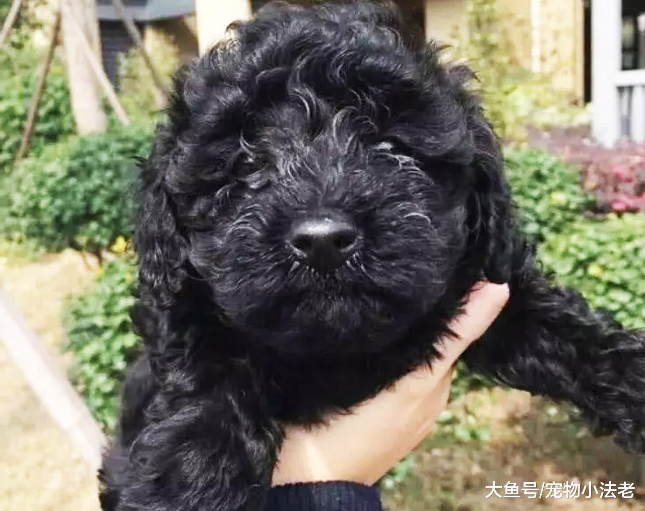 女子救了一只流浪狗，但医生治疗完后，说了1句话：不要收养它！