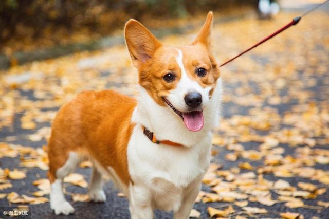 為什么“電臀柯基犬”這么貴，都是這5個因素決定的！
