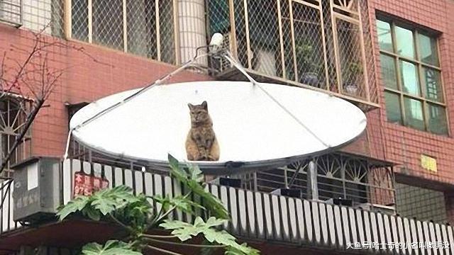 猫咪找了个卫星发信号，估计这回跟喵星球能联系上了，危险了