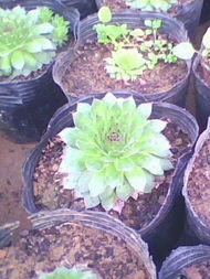 观音莲如何开爆盆，这里知道快来看看吧