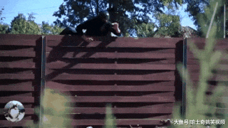 蒙面“坏人”爬墙而入，3只哈士奇的表现，却让主人笑翻了