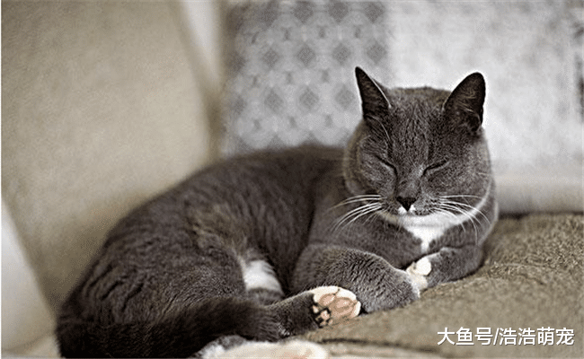 猫咪晚上不睡觉该咋办？试试下面5个办法，它就不会那么“野”了
