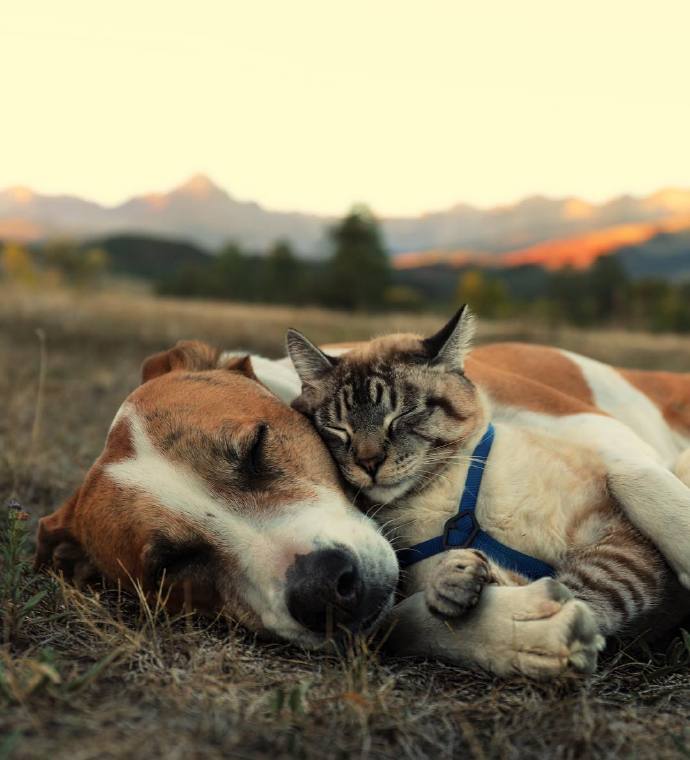 主人出嫁，狗狗狂追婚车