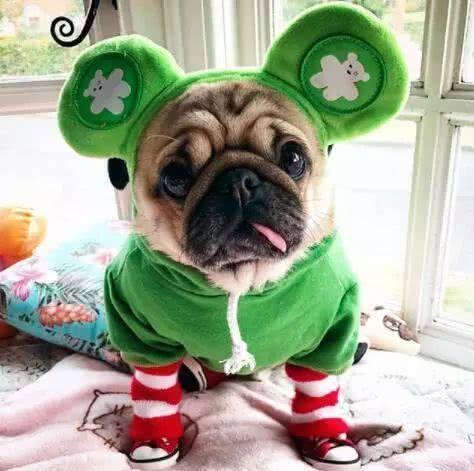 你家巴哥犬便便是不是很臭? 快来看看是什么原因吧!