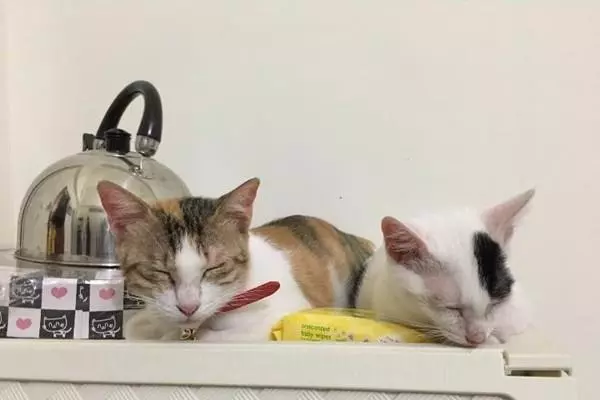 三花猫遭退养自残拔毛，生无可恋的它决定等死！