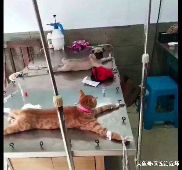 猫咪和狗被安排在同一张手术台上，它们俩还对视：好巧你也来了？