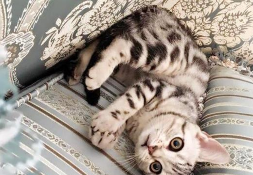 猫主子不爱凉白开，独爱“鱼汤”，水缸中的鱼表示：我好方