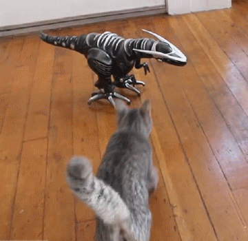 猫咪最讨厌什么？哪些事情是不能对猫咪做的呢？