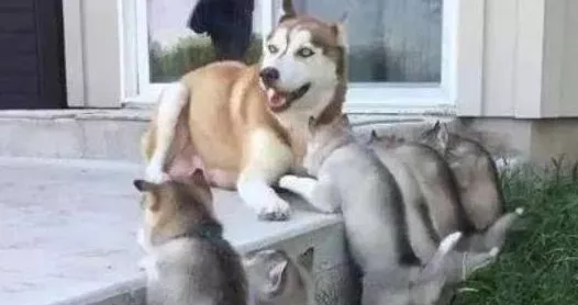 哈士奇不想给宝宝喂奶，想出的馊主意太好笑，主人：不愧为二哈！