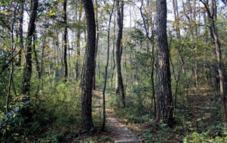 老汉山上捡柴，感觉水沟里有动静，走近后惊喜不已