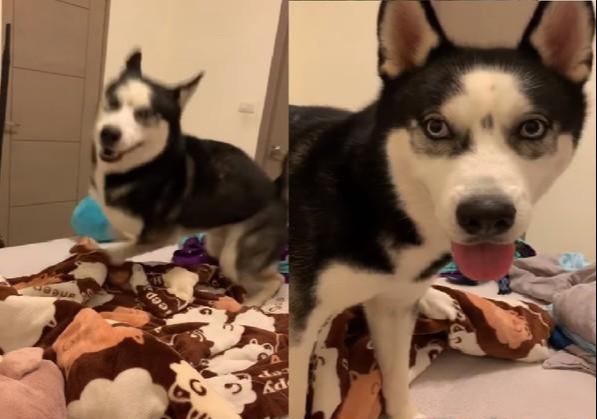 二哈每晚自己开运动会，主人被逼得半夜遛狗，一日四次让人吃不消