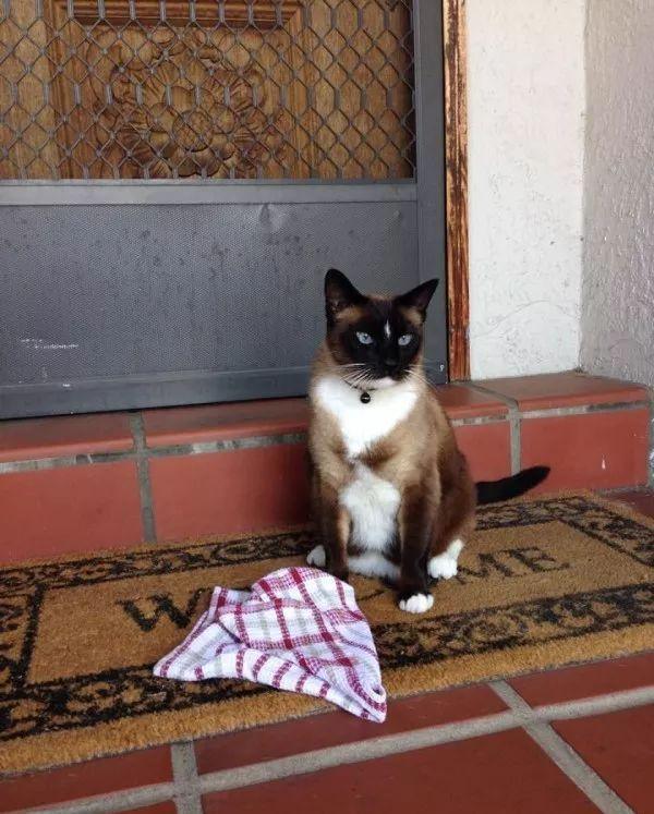 “怪盗猫咪”重出江湖！一个晚上竟偷了11件衣物……