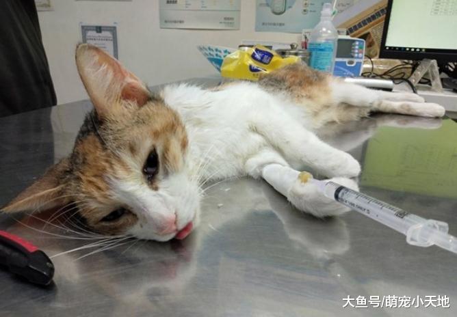因晚上会叫三花猫就被主人退养，厌食剩1.6公斤想饿死自己