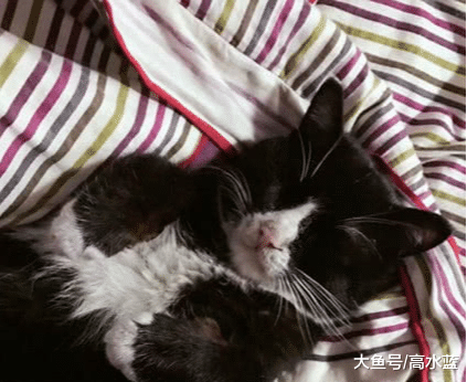 猫咪外表温顺老实，实则是折磨人的小魔女，主人被害直接进了医院