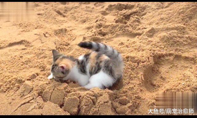 猫把沙滩当成了猫砂盆，拉完粑粑还不忘埋起来，猫：厕所太大了！