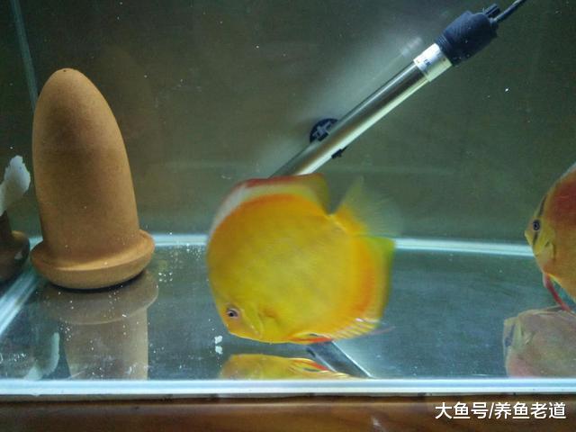 用活鱼虫投喂观赏鱼我从来不消毒，难道有错吗？