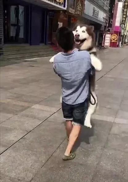 阿拉斯加看到路人抱着一只比熊，也撒娇要抱抱