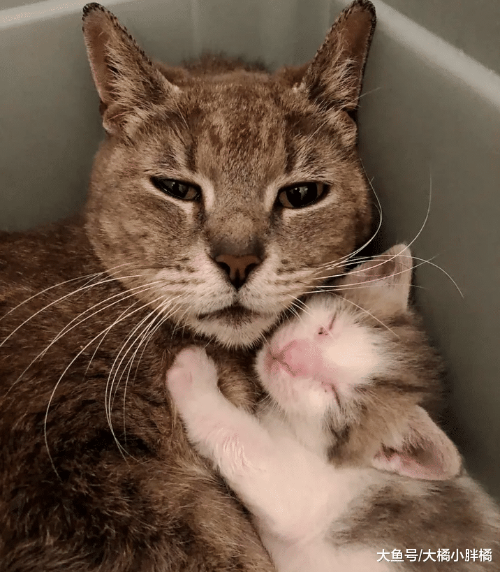 流浪猫为了安全生下孩子，第一次接近人类，生完孩子后又回来道谢