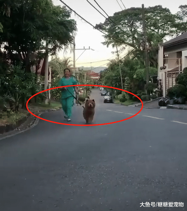 偶遇一位女子“遛熊”，结果却是一只蠢萌松狮，网友：真是狗熊呀