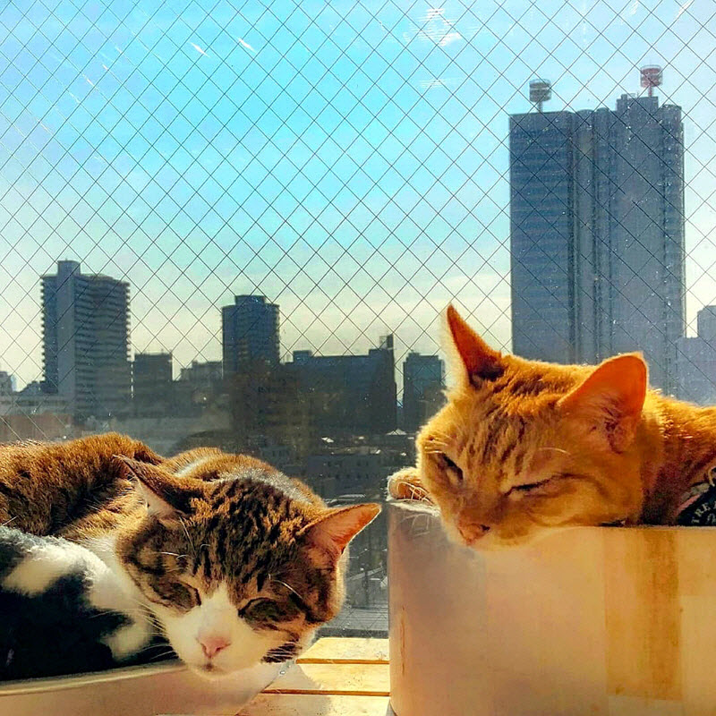 真事！科技公司的CEO竟然聘任两只猫咪为员工并带它们到处旅行