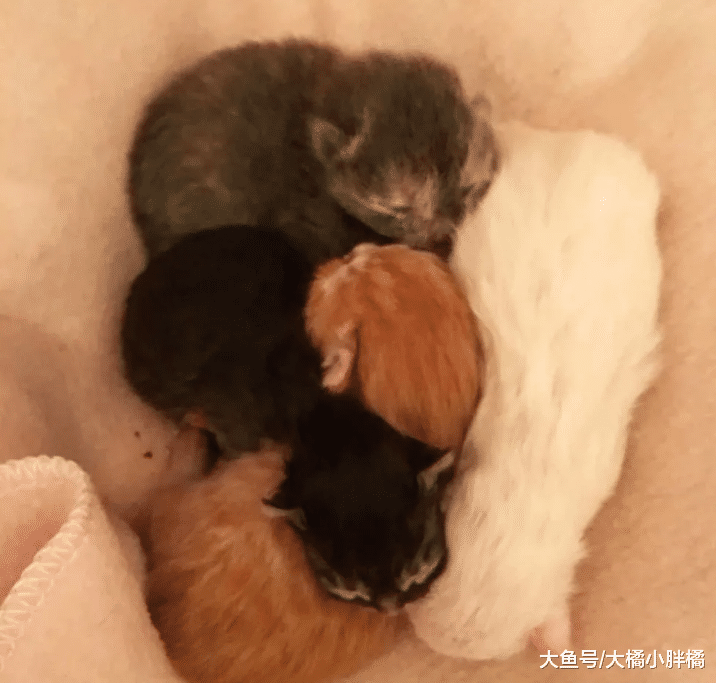 流浪猫刚生下4只小猫，却遇上绵绵阴雨，小猫的叫声救了猫咪一家