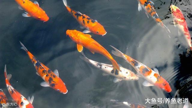 觀賞魚的各種理論知識到底哪個有用哪個無用，其實都有用！