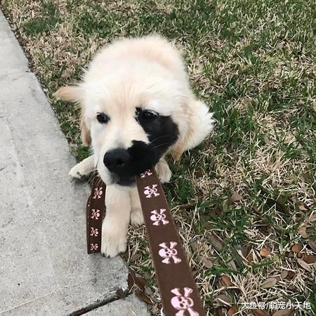 跑去哪野了？黃金犬老被誤會弄臟臉，近看原來是自帶超酷面罩