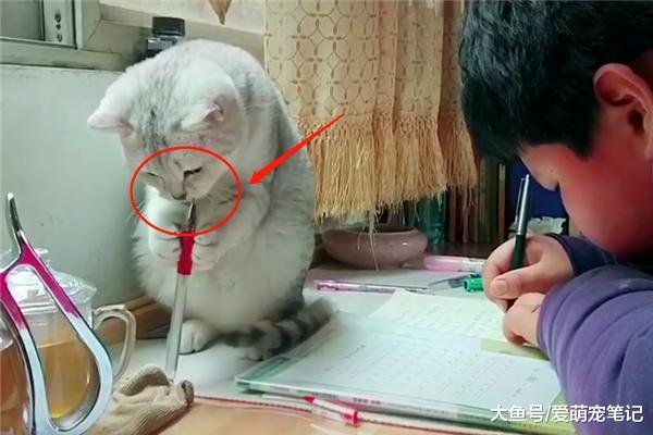 银渐层把玩小主人的红水笔，双手捧笔的架势，还以为要涂“口红”