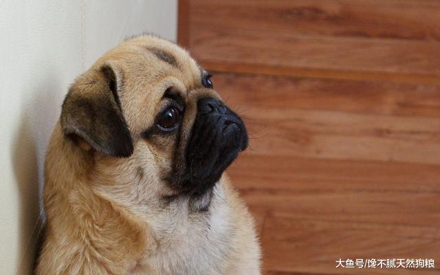 狗狗背叛你的4个信号，一旦出现，可能你就不是它的主人了