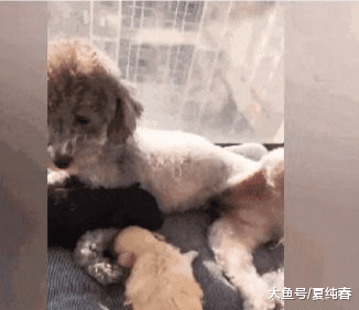 看到主人走近，泰迪立马抬腿，主人哭笑不得：谢谢，我不吃