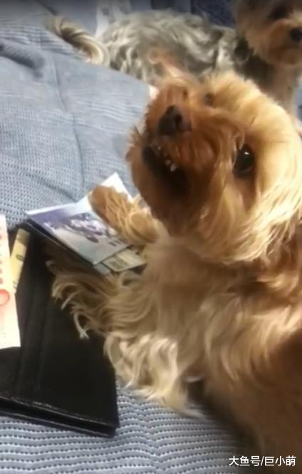狗狗从小就拜金，经常偷主人钱包，拿主人的钱还要凶主人！