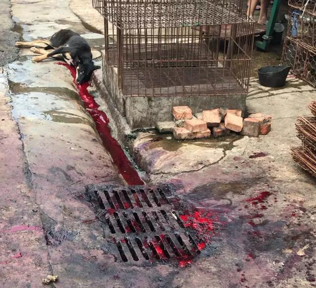 你嘴里的猫狗肉究竟从何而来？