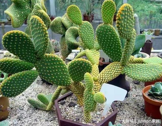 家里潮湿霉味重对身体不好，教你养这4种植物，越住越舒服