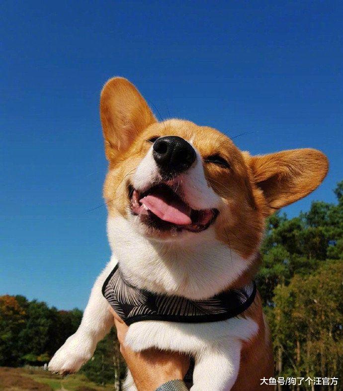 准备给狗接生，一检查全家都怒了