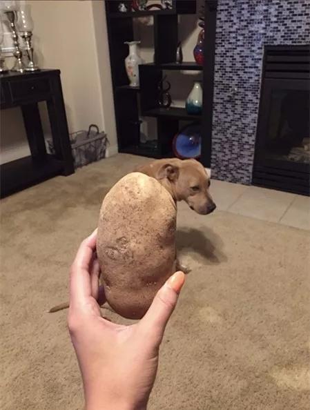 主人为狗狗做创意换脸手术爆红，各路网友纷纷加入挑战！