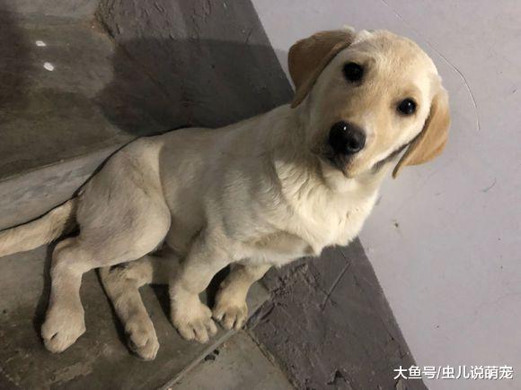 拉布拉多練就一雙火眼金睛，半夜還蹲在樓道“嚇人”