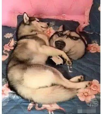 哈士奇赖在空调房不走，主人拿起遥控器“滴”的一声后，二哈表情亮了