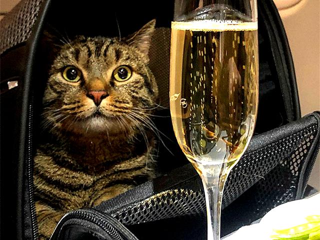 胖狸花超重，铲屎官骚操作带其上飞机后被处罚，网友：胖猫无猫权