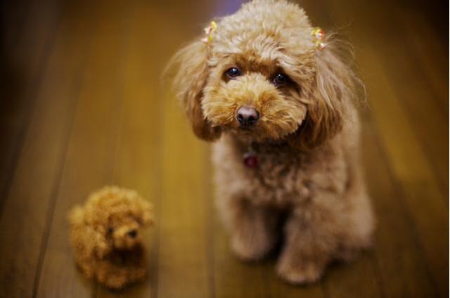 当泰迪犬出现这些迹象时，说明它的时间不多了！