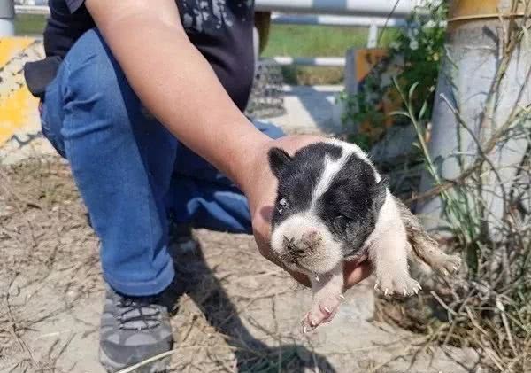 狗妈妈高速路上拦车，只为救被困的孩子！