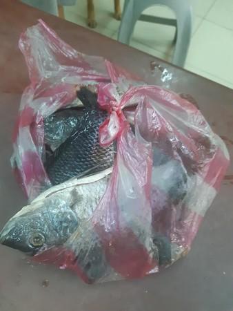 主妇汪半夜叼生鲜回家，这都处理好了，就等下锅了~