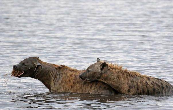两只鬣狗在水中玩嗨了，但是一出水面傻眼了，这要怎么逃？