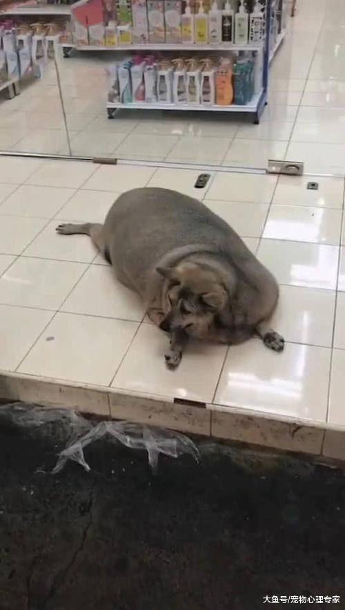 远看店门口躺着只“猪”，正奇怪谁这么奇葩，看清后脸都黑了