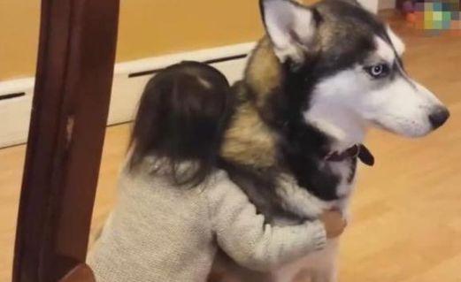 当“拆家大队长”二哈遇上小萝莉之后, 二哈: 我上辈子做啥孽了